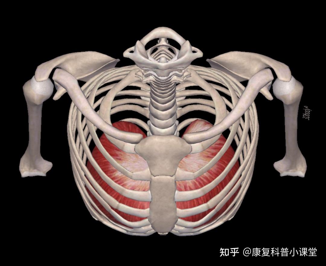 肋间内肌和肋间外肌,肋间内肌位置,肋间外肌收缩动态图_大山谷图库