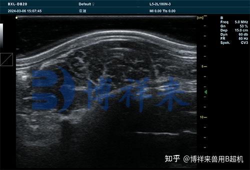 为什么要给猪测背膘眼肌面积？猪背膘眼肌的作用 - 知乎