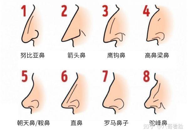 鼻型分类||隆鼻在线自测,看看你是哪种鼻子? - 知乎