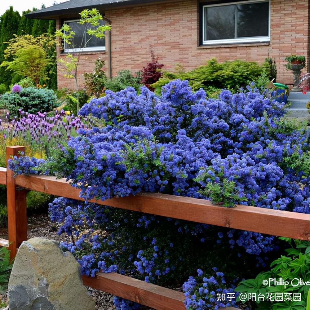 8种“贵族花”,实在太奢侈,动辄上千元,家里有矿才敢买(贵族服饰花纹)