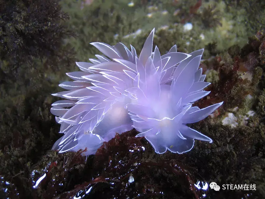 1. 大西洋蓝龙(glaucus atlanticus)