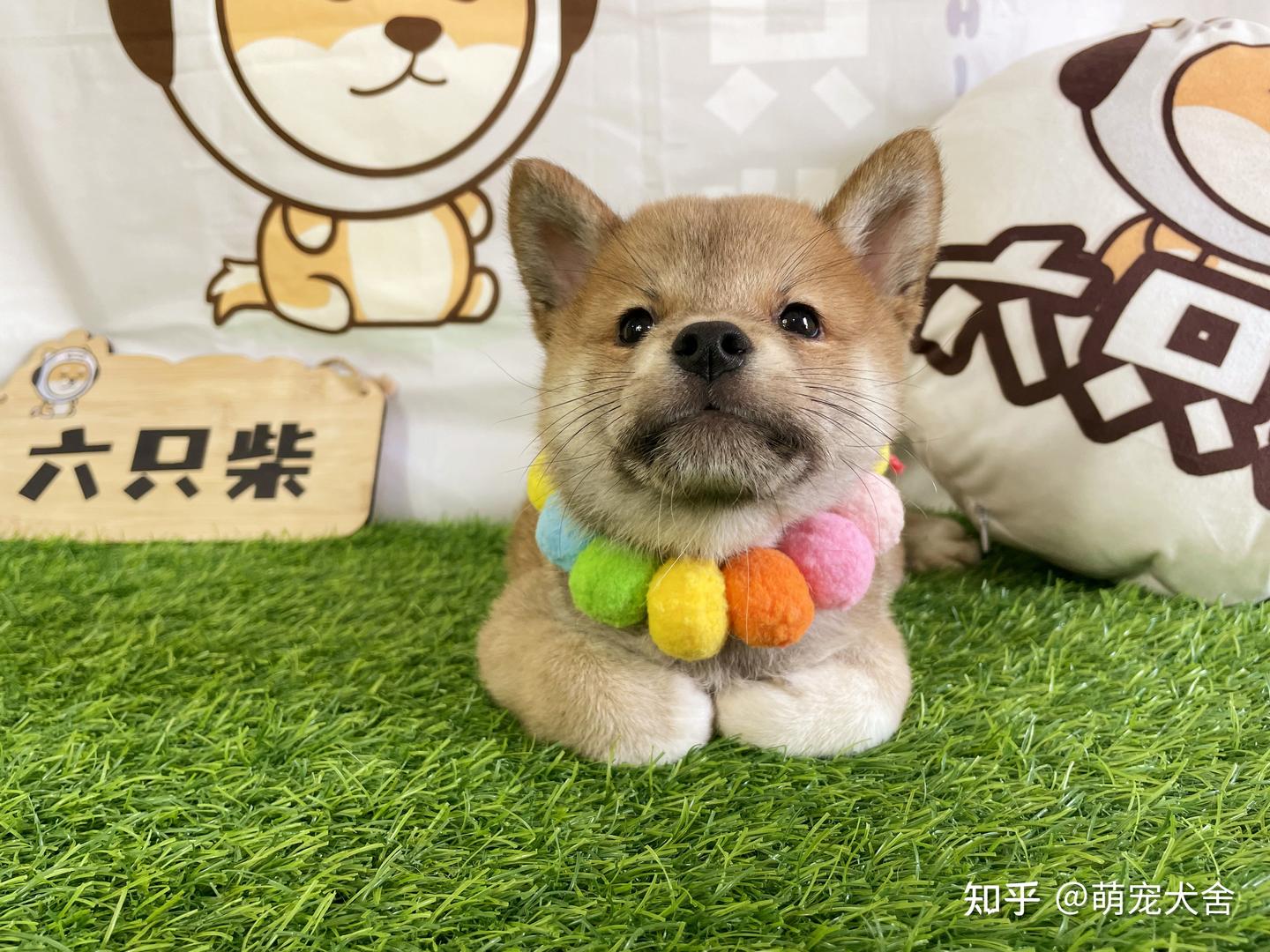 豆柴犬是什么品种？与普通柴犬哪些不同？豆柴犬价格在多少？ - 知乎