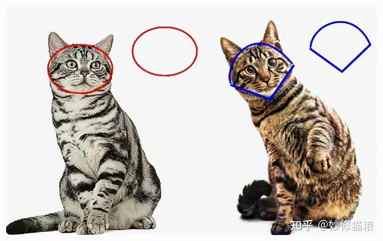 如何区分美短猫和狸花猫?只要7个方法,一眼就认出来 - 知乎