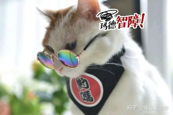 戴上墨镜的猫咪 知乎