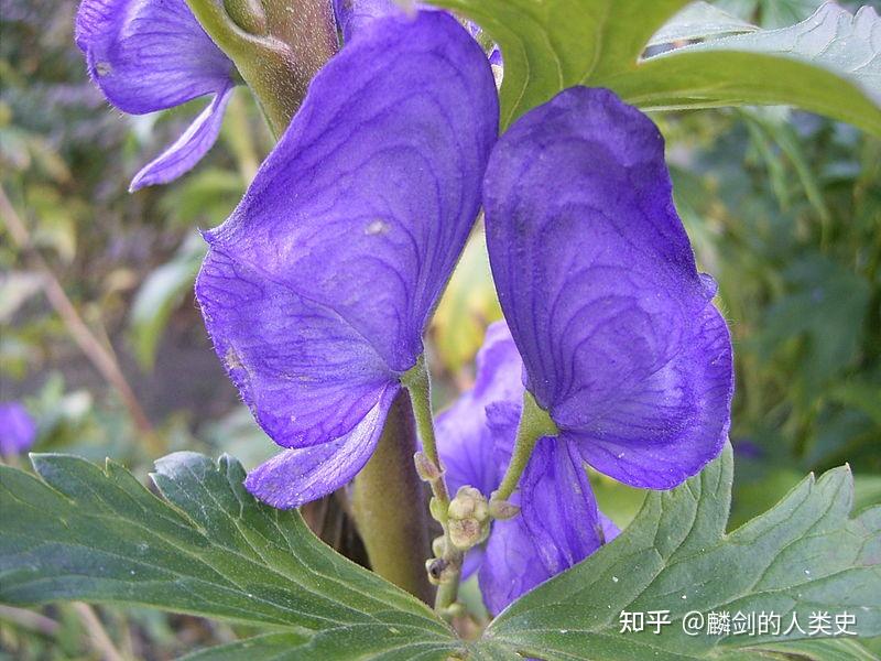 【植物界全系列】毛茛目—毛茛科(一):乌头 - 知乎