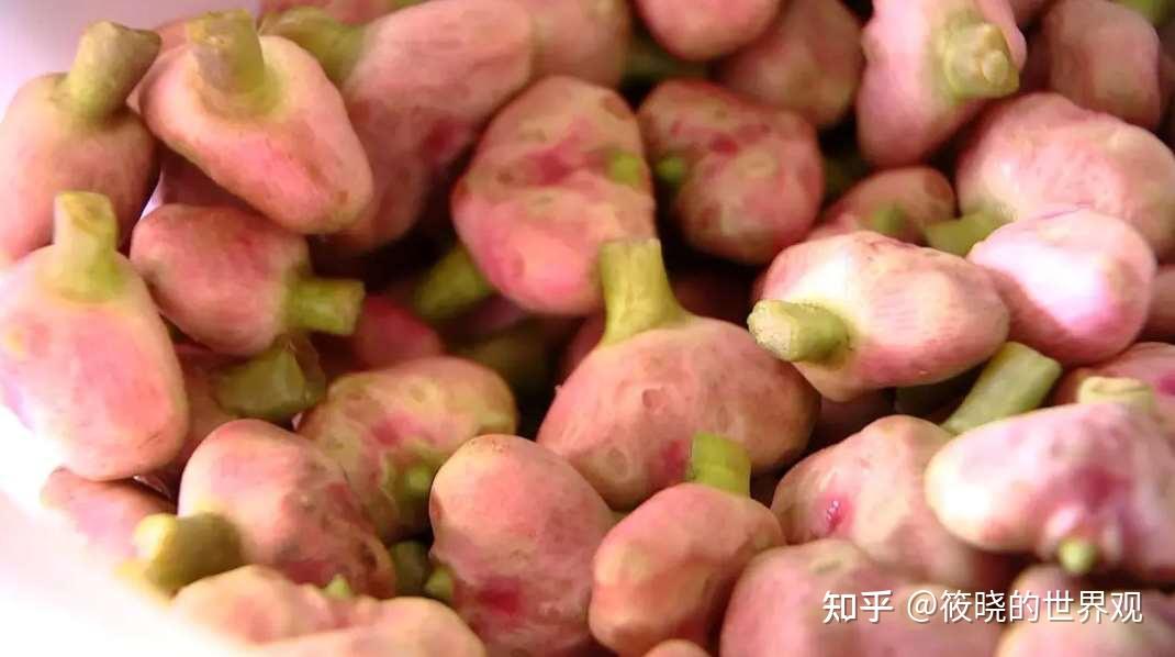 从客观角度深度剖析,明清时期太湖地区菱的种植发展史 - 知乎