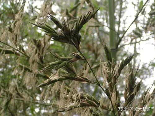 老话说“竹子开花,马上搬家”,竹子开花为什么要搬家? - 知乎