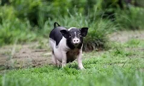 由我国优质种类"金华两头乌"肉猪制成.