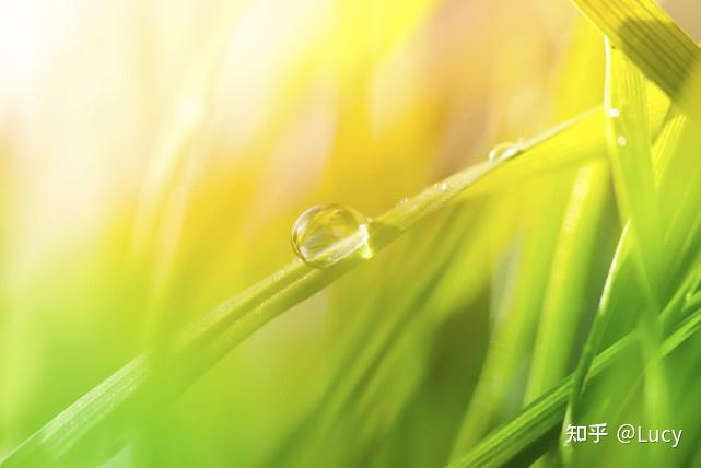 白露文案合集秋意渐浓白露为霜