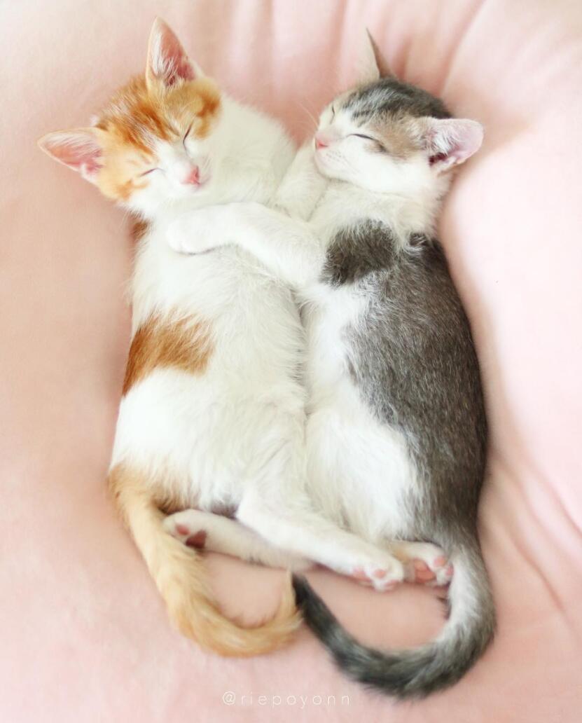 睡觉也要抱一起两只猫同框怎么可以这么甜
