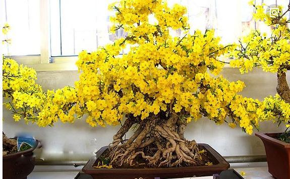 迎春花盆景的制作与鉴赏养护 知乎