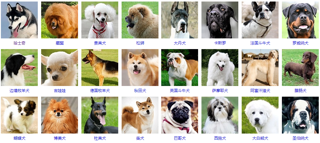 狗的种类有哪些 名称图片