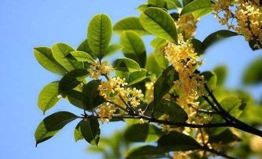 蓝妖 盆栽桂花这样养 不干尖不黄叶 花香满屋 知乎 蓝妖 盆栽桂花这样养 不干尖不黄叶 花香满屋 知乎