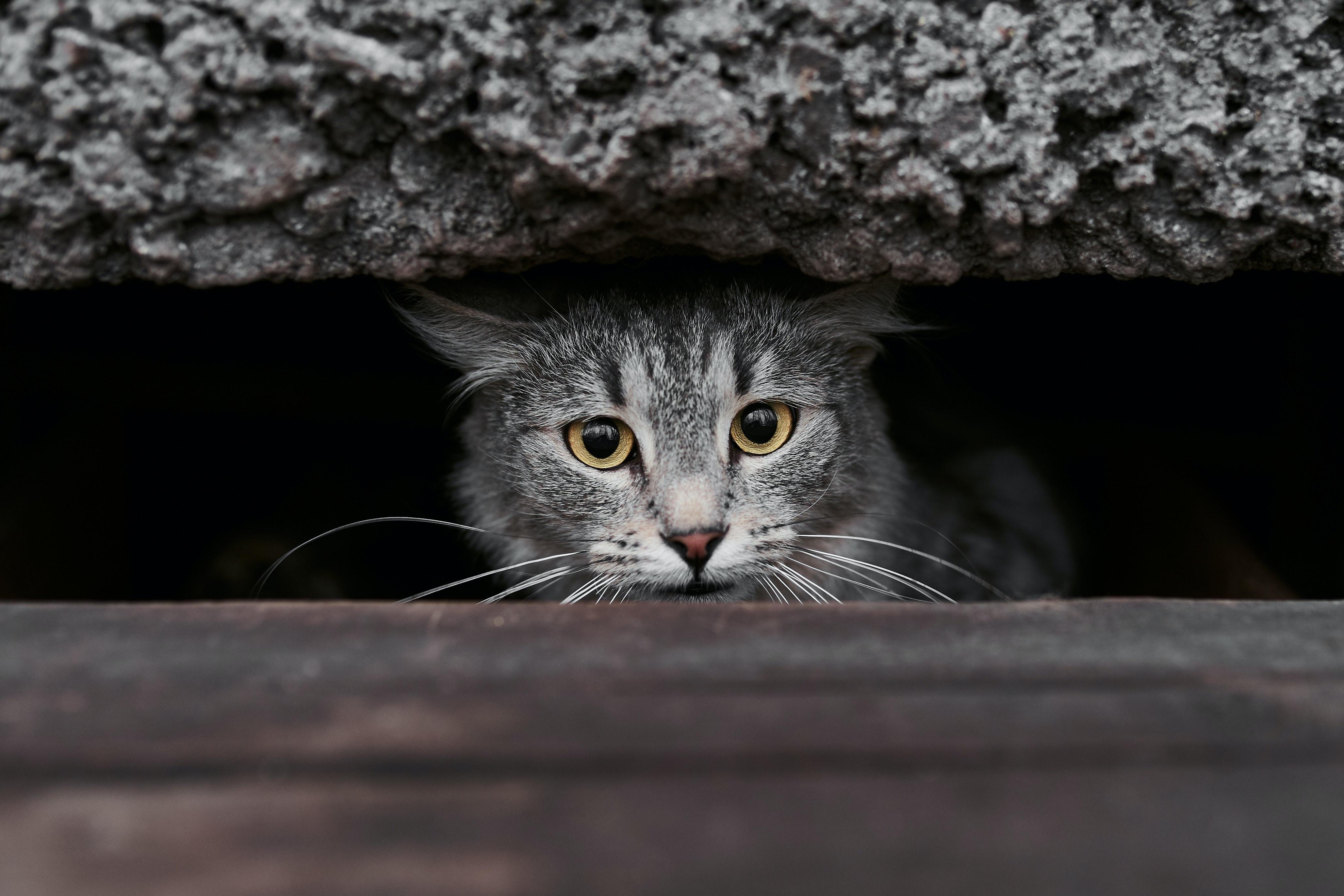 致宠科普·猫咪躲起来的「秘密」