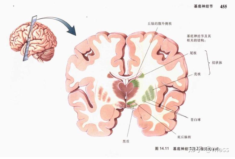 主要是管理骨骼肌的随意运动.