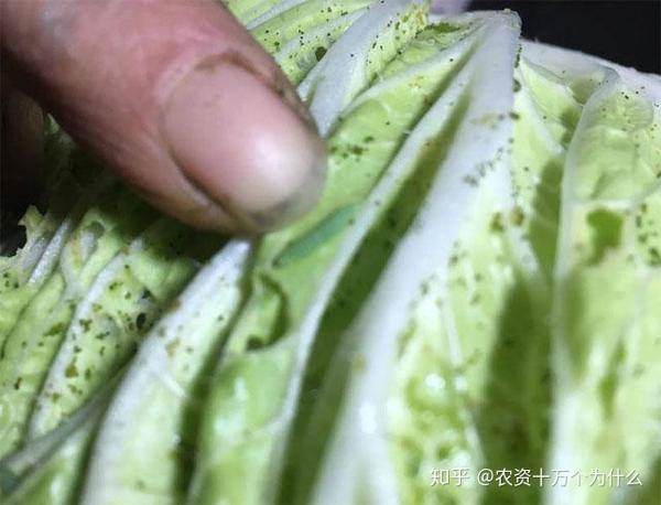 白菜苗后除草剂什么药好_最好的大白菜除草剂_白菜苗后阔叶除草剂