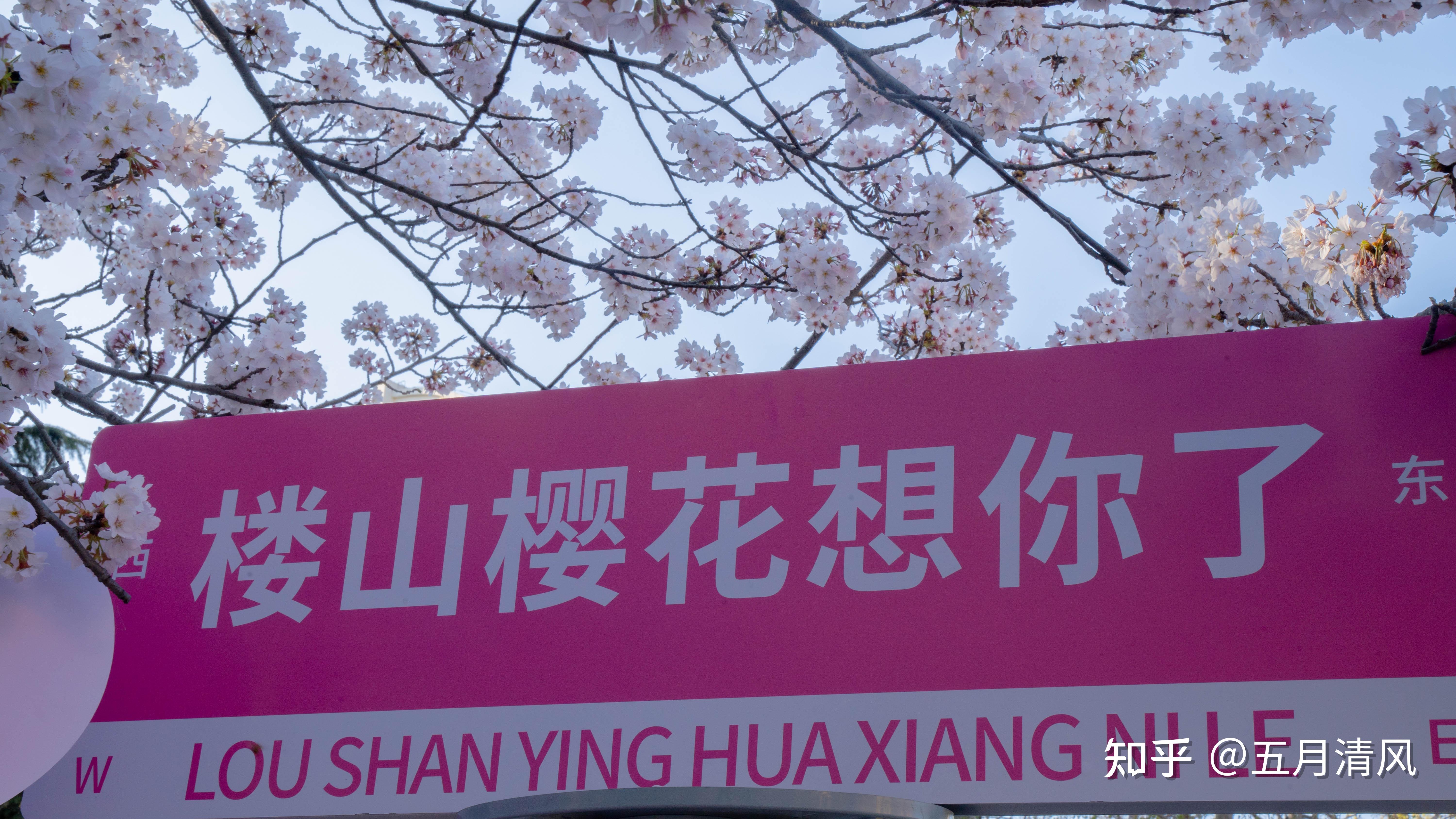青岛看樱花最好的地方 - 知乎