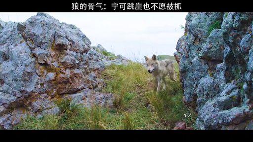 韩剧)奇幻森林(电影)相关推荐 1:02狼若回头不是报仇就是报恩蓝天若寒