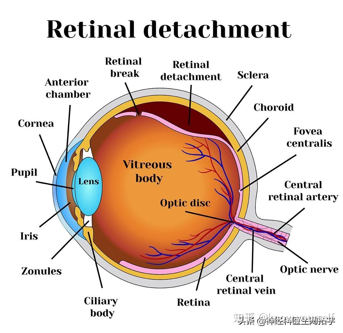 眼睛解剖及常見疾病 - 知乎