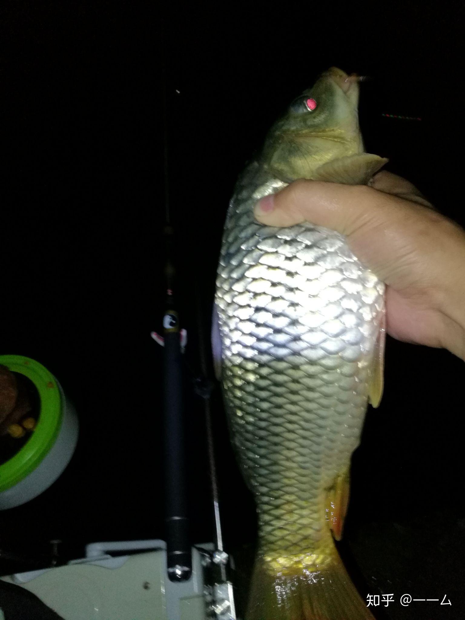 夜钓浅鲤鱼连