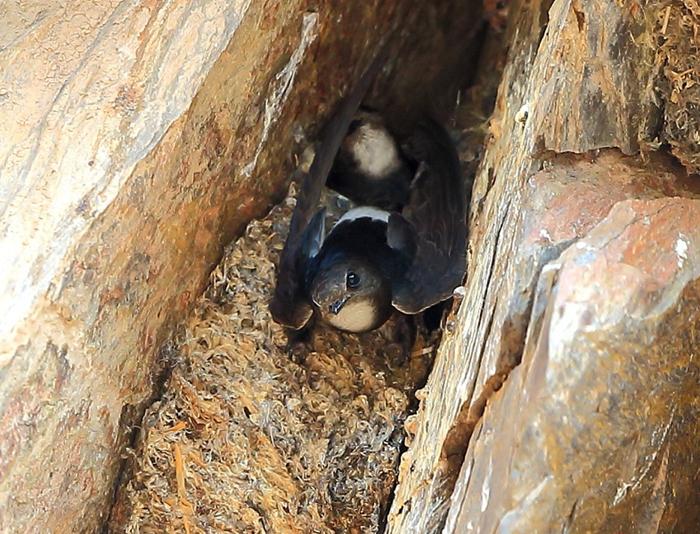 白腰雨燕| 雨燕目 雨燕科