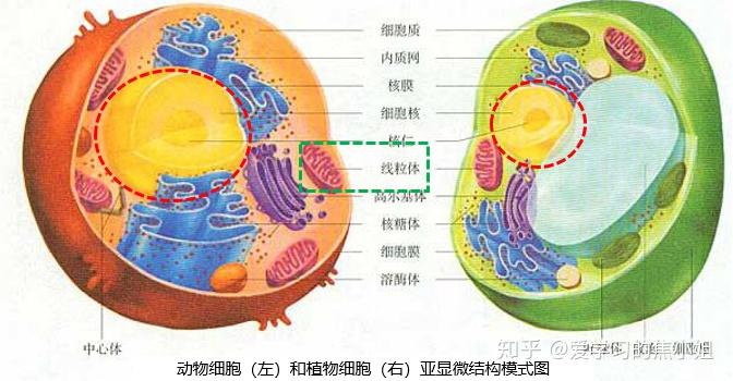 v2-1a6bc2f88b70d6ec0ff8a1b9b64972e1_r.jpg