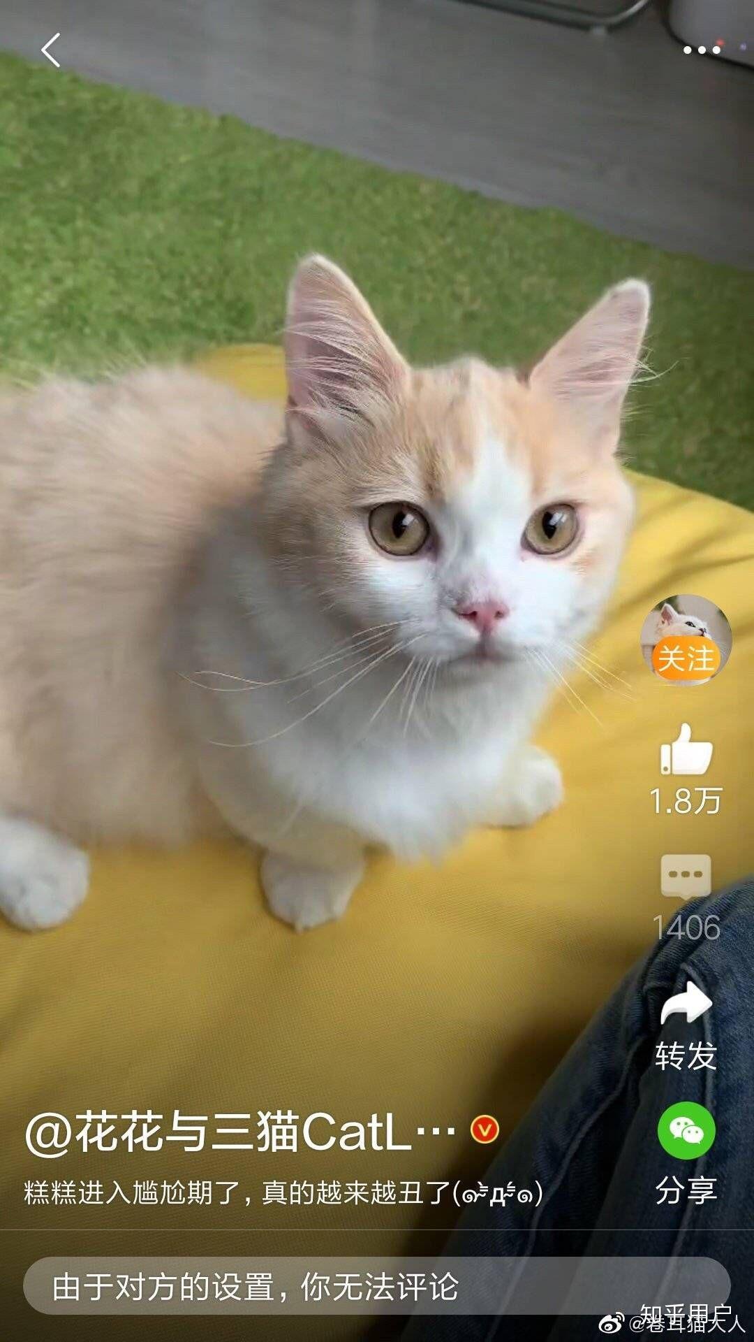 如何看待b站up主花花与三猫catlive被质疑知后院买后院