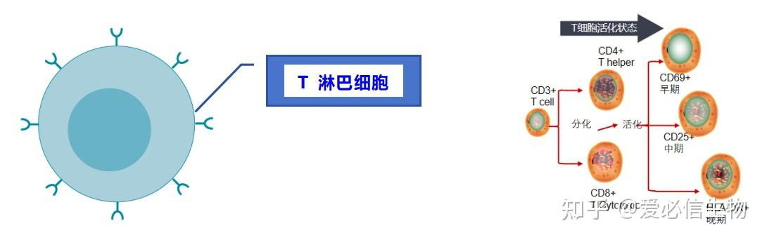 多重荧光免疫组化 | T细胞分型 - 知乎