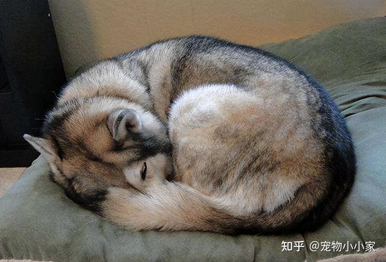 长得好看的柴犬睡个觉都这么可爱-搜狐大视野-搜狐新闻