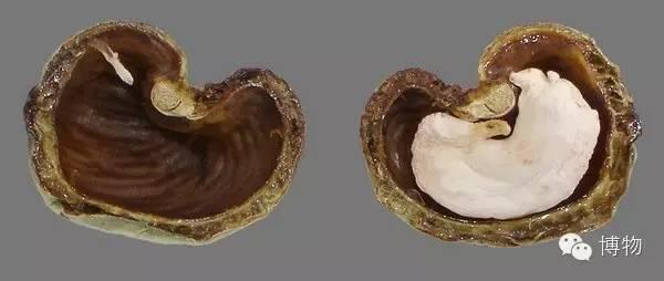 腰果为什么没有壳