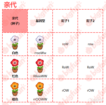 【银莲花花种】有白红橙色三种,可杂交出粉,紫,蓝三种异色.