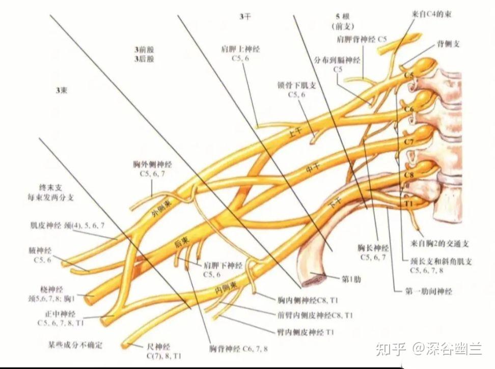 通过解剖曲池穴处查病因 - 知乎