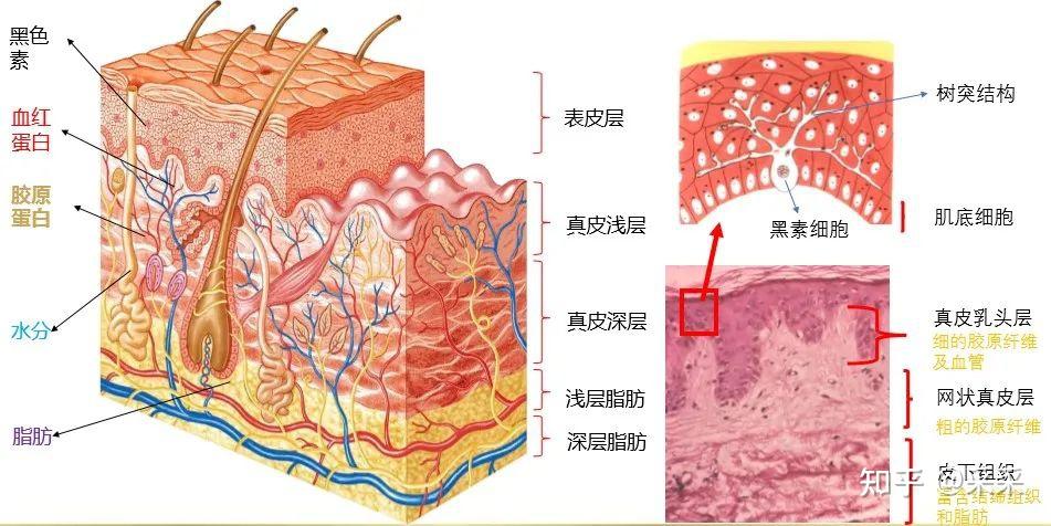 蛋白,脂肪);配合多组别光斑和超长脉宽对皮肤5大层次(表皮,真皮浅层