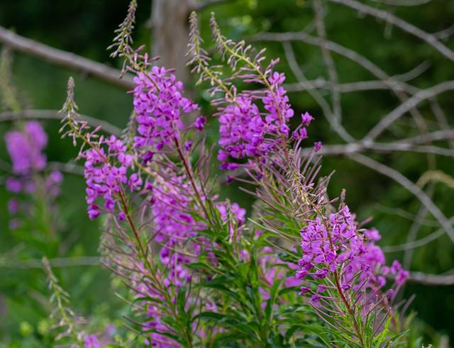 蒙古神花柳兰花枝叶似柳花似兰