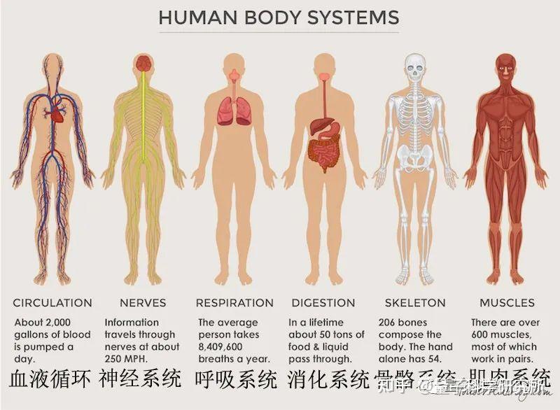 人体黄金分割比例身高图片