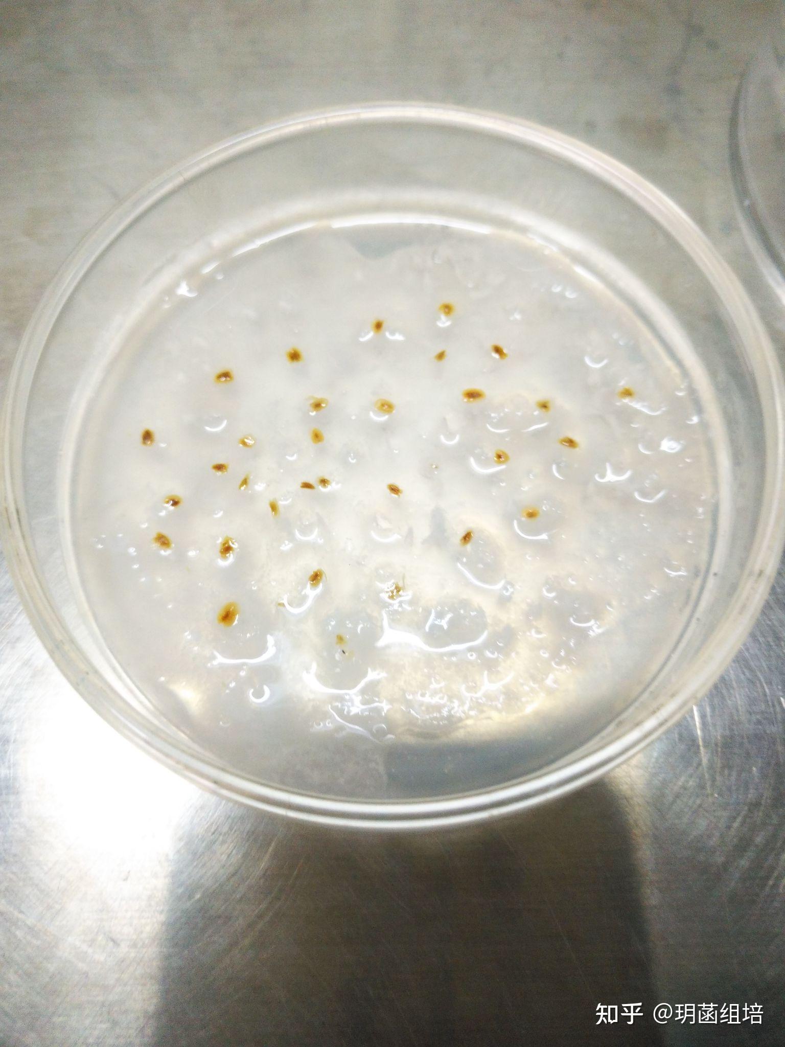 草莓花药离体培养中形态 - 知乎