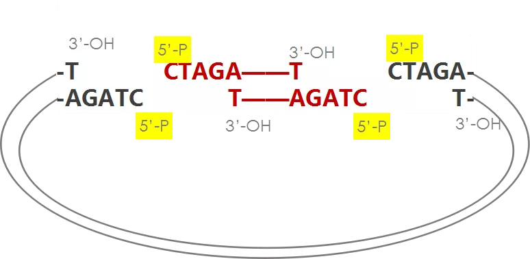 干货克隆实验中常用的t4dna连接酶你是否真的了解它