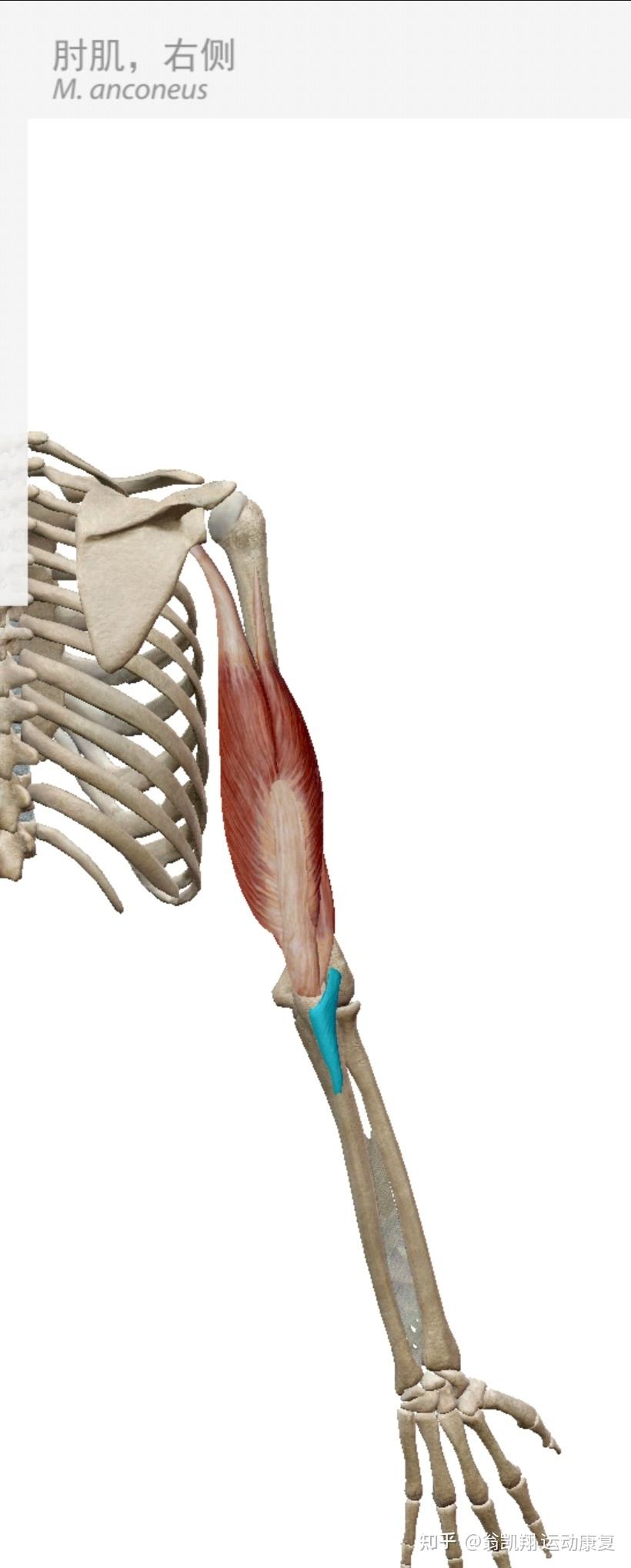 肘肌和它导致我们疼痛的原因从某种意义上可以说它是解锁肘关节的钥匙