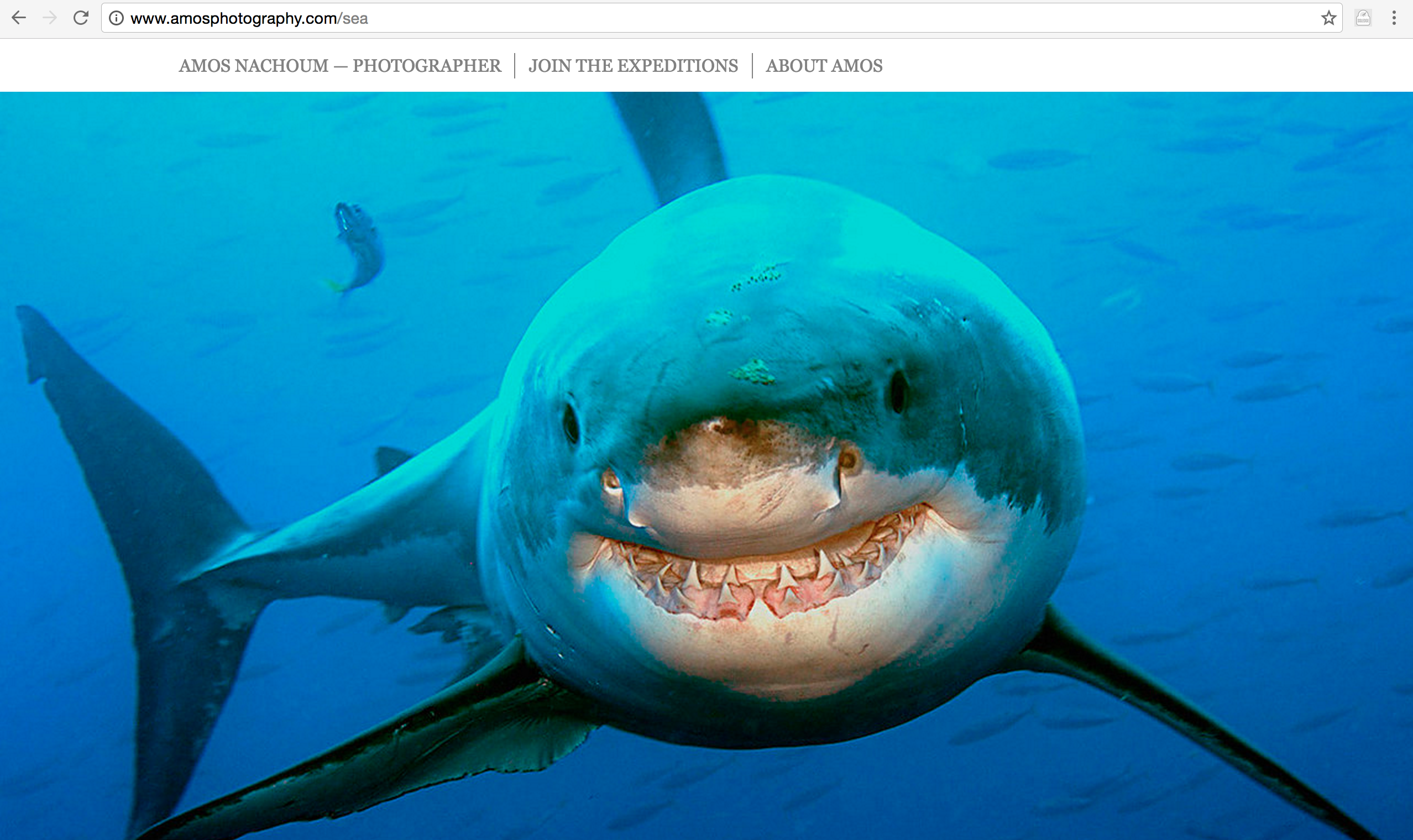 大白鲨幼崽图片图片