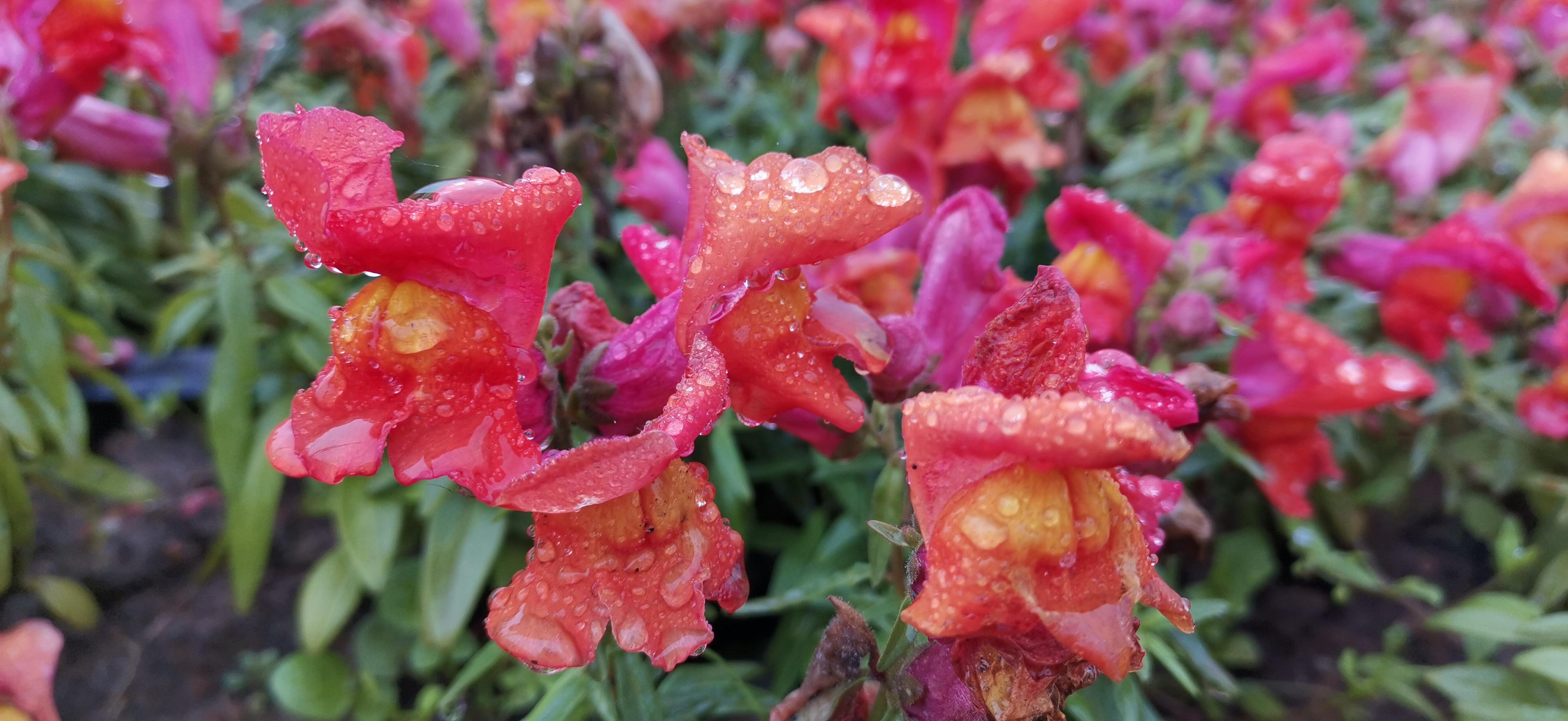 吉安视觉艳丽多姿的金鱼草花