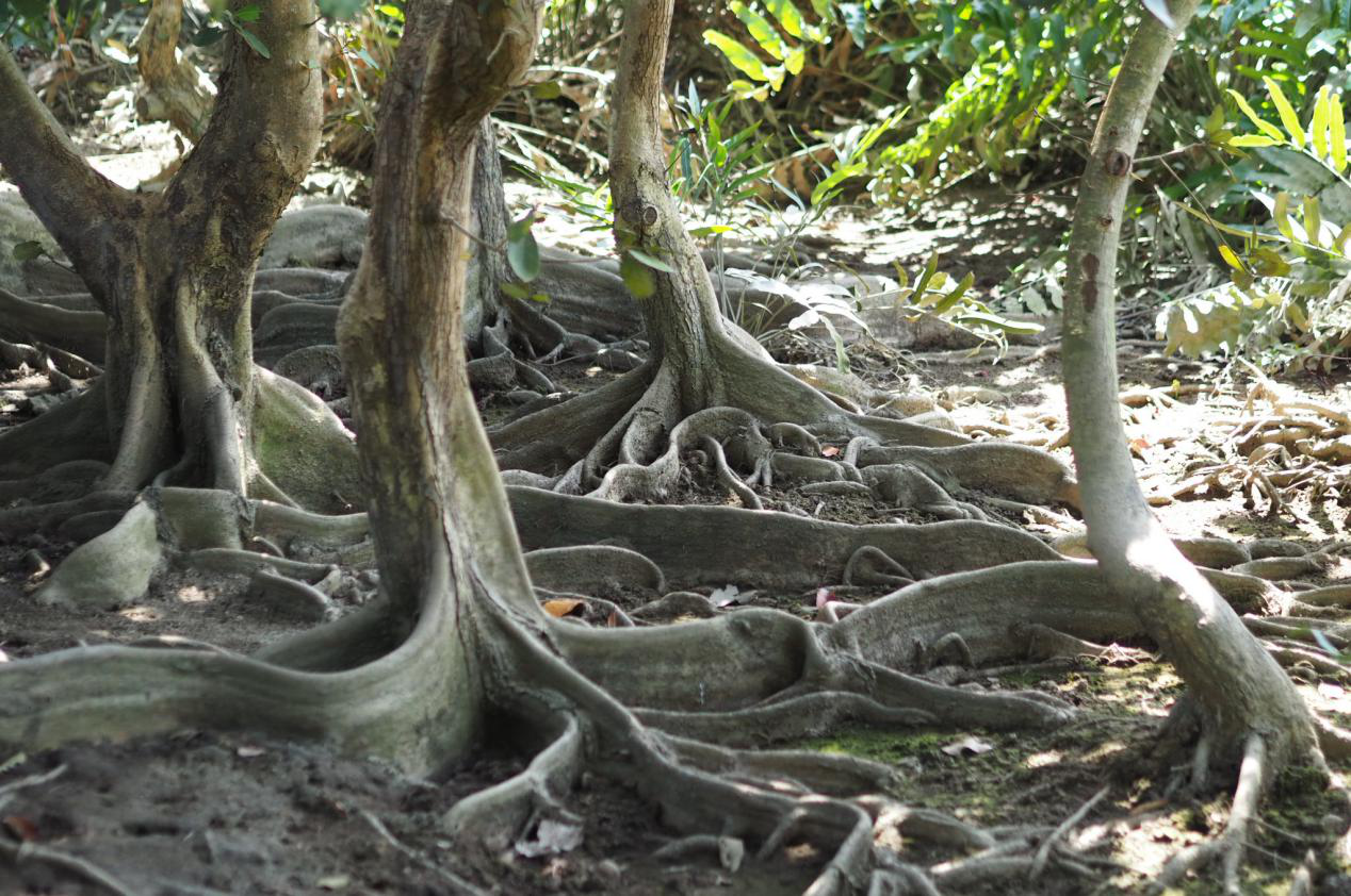 淇澳岛探秘之红树林の动植物