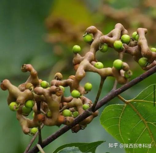 实用技术 | 拐枣育苗技术 - 知乎