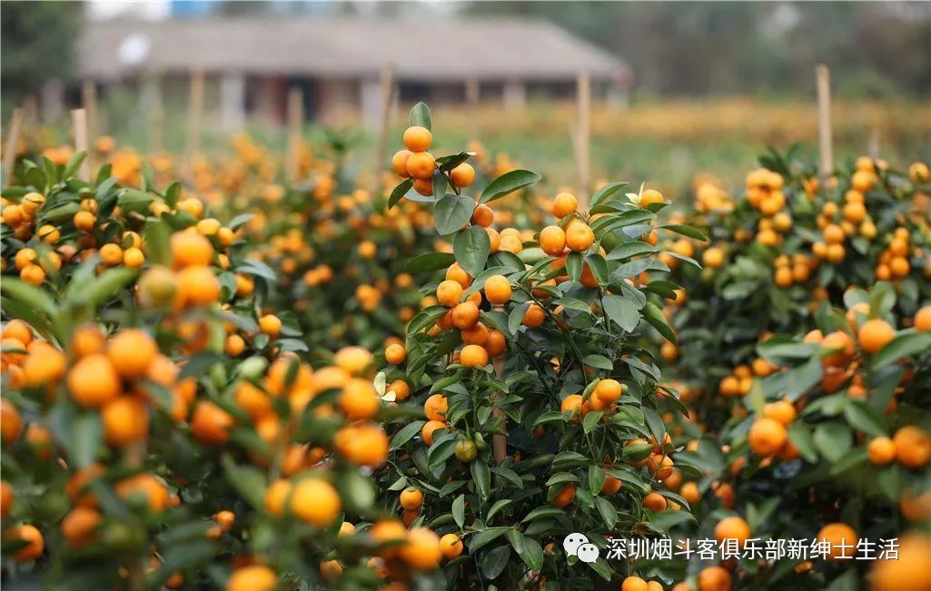 马坝mac baren aromatic choice精选芳香烟草鉴赏 - 知乎