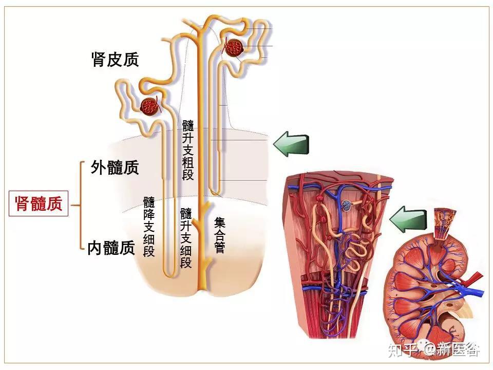 肾皮质迷路图片图片