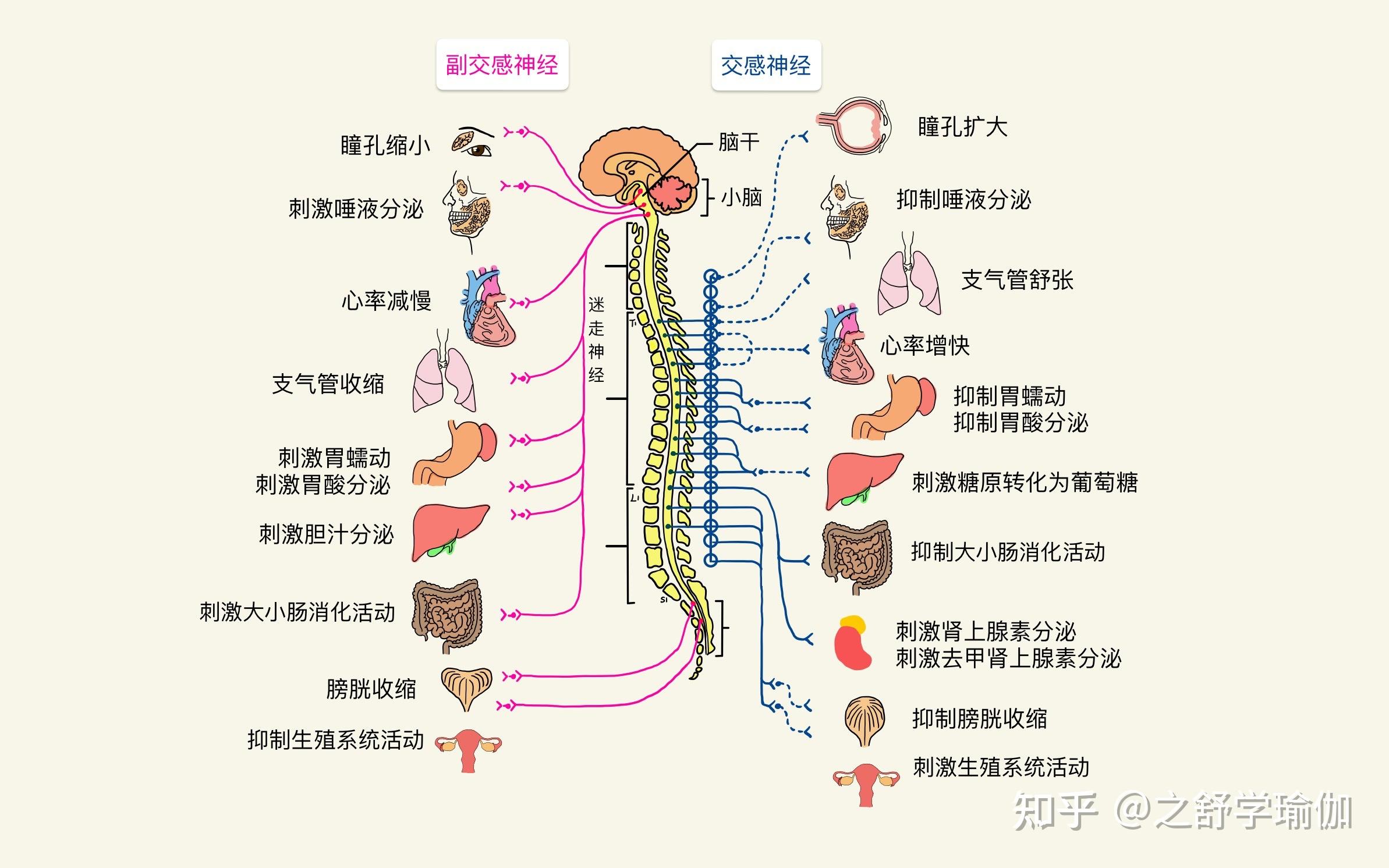 67我们的中枢神经包括大脑和脊髓