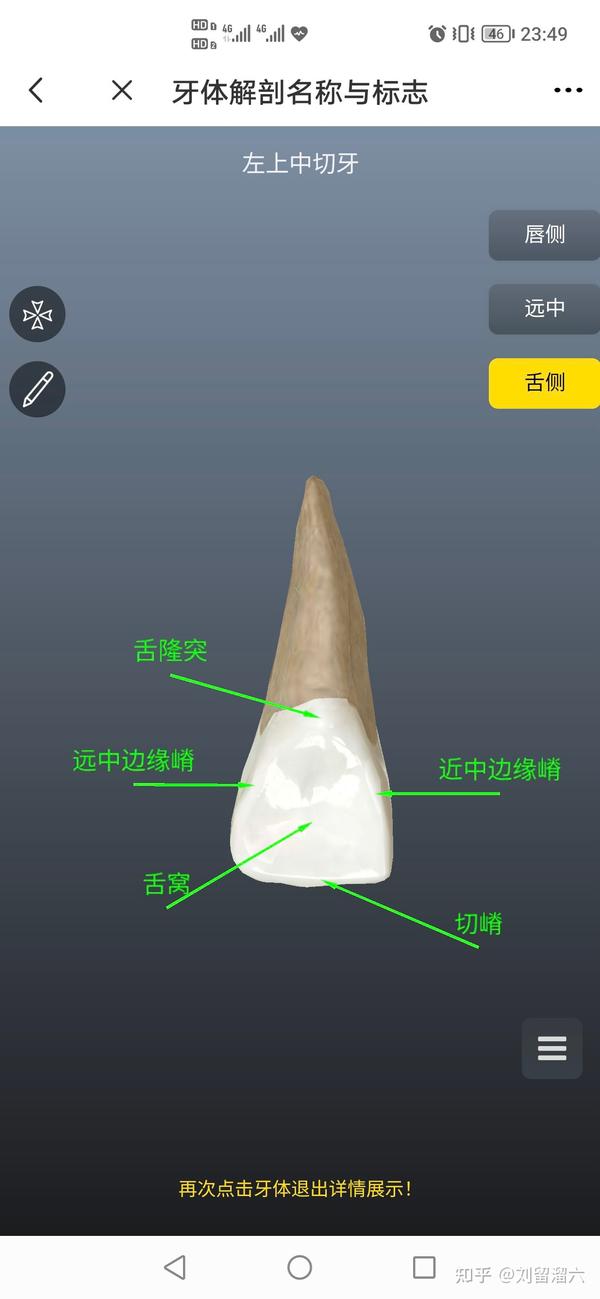 口腔解剖入门级(自己学习)牙体解剖 - 知乎