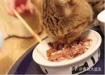 肉食动物_肉食男_肉食狗