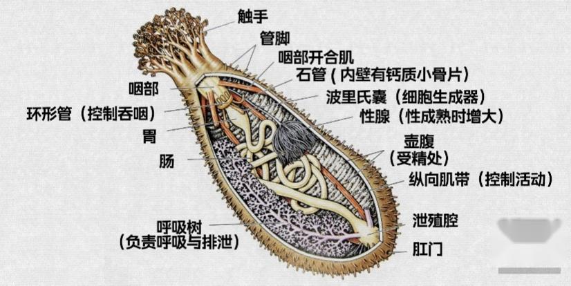 源源不断的氧气,而且当海参排泄的时候,隐鱼也不会被一块儿拉出去