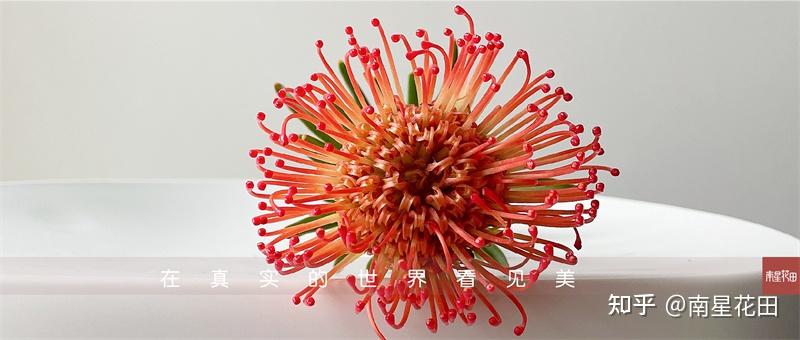 红色针垫花 · 烟花向阳而生 - 知乎