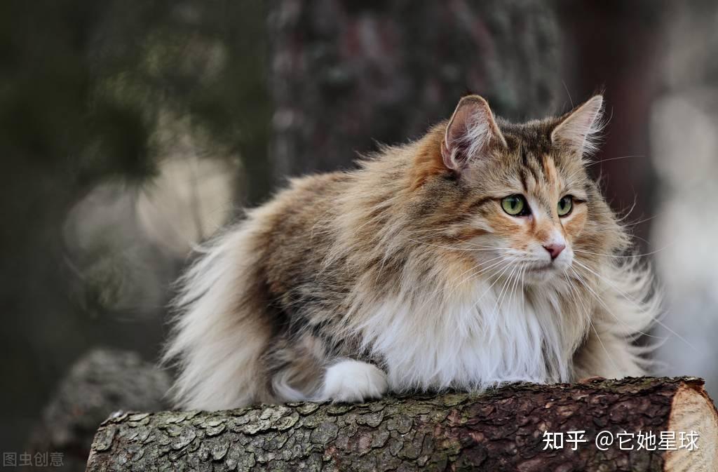 三,比較少人飼養的貓咪